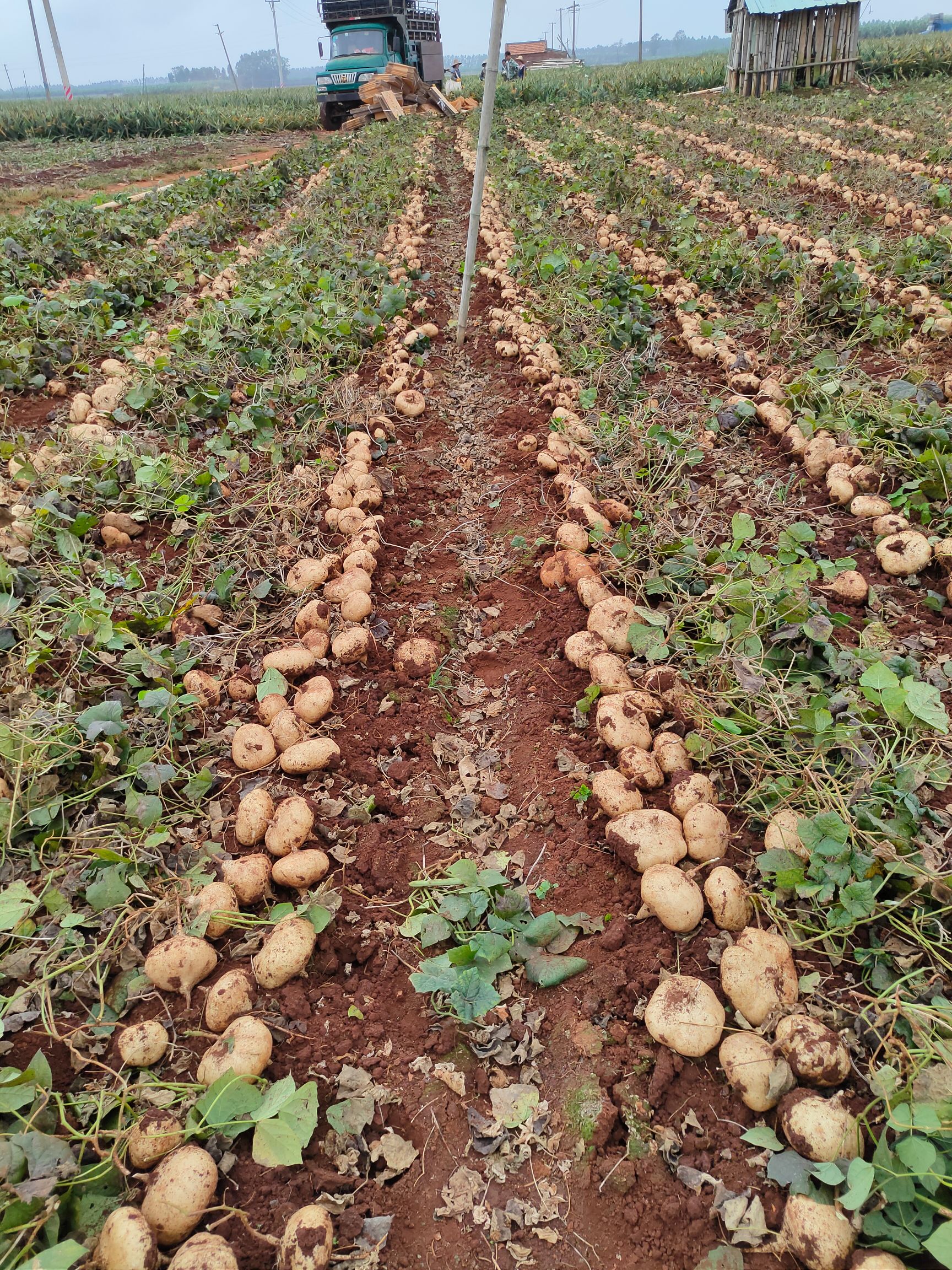 凉薯甘甜可口可以生吃也可以做菜吃