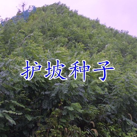 刺槐种子洋槐树种子 白花槐种子香花槐种子养蜂蜜源食用护坡灌木