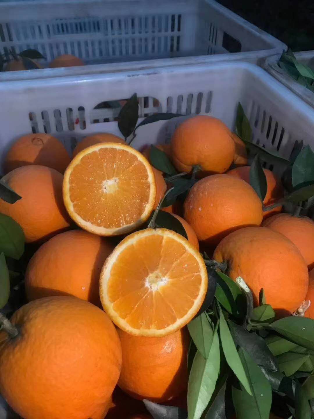现摘新鲜秭归脐橙 手剥纽荷尔清香甘甜 品相好 口感好