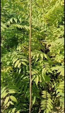 泰安香椿苗红油6号香椿苗大棚专用苗采摘香椿芽