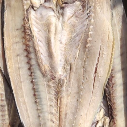 刀鲅魚(yú)，開(kāi)背鲅魚(yú)，沒(méi)有碎刺，肉質(zhì)勁道