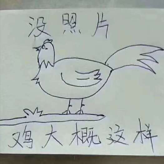 宁乡市绿壳鸡蛋 食用 散装 