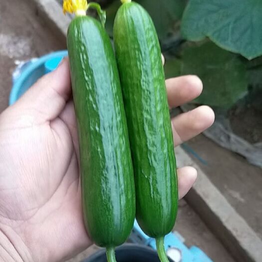 寿光市小黄瓜 精品水果黄瓜，现摘现发，新鲜货