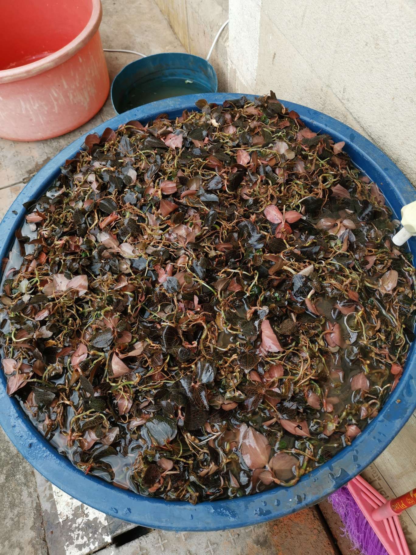  云南普洱本地嘢生金线莲（金丝草）