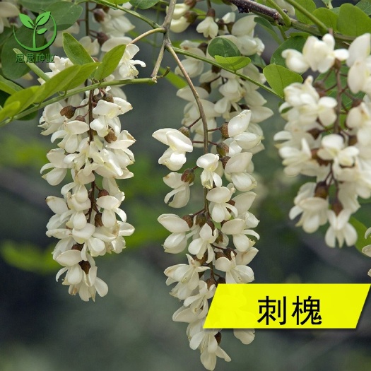 刺槐种子洋槐树种子 白花槐种子香花槐种子养蜂蜜源食用护坡灌木