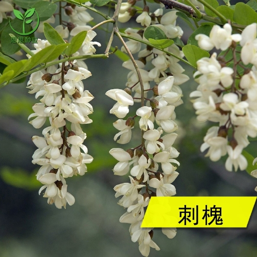 沭阳县刺槐种子洋槐树种子 白花槐种子香花槐种子养蜂蜜源食用护坡灌木