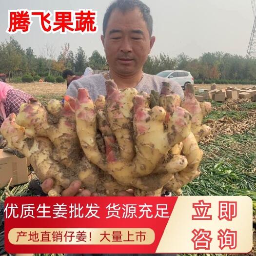 莒县仔姜  鲜姜批发 产地直销 货源充足 质量保证 支持全国发货