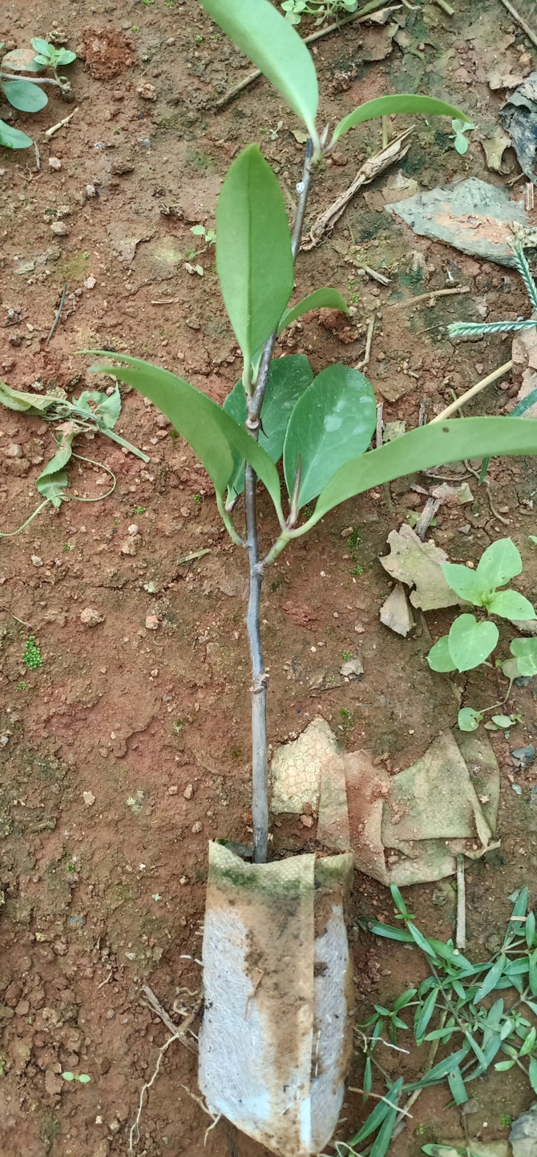 粉红黑老虎苗  黑老虎苗，黑老虎苗粉红一号  耐寒品种 南北地区都可以种植