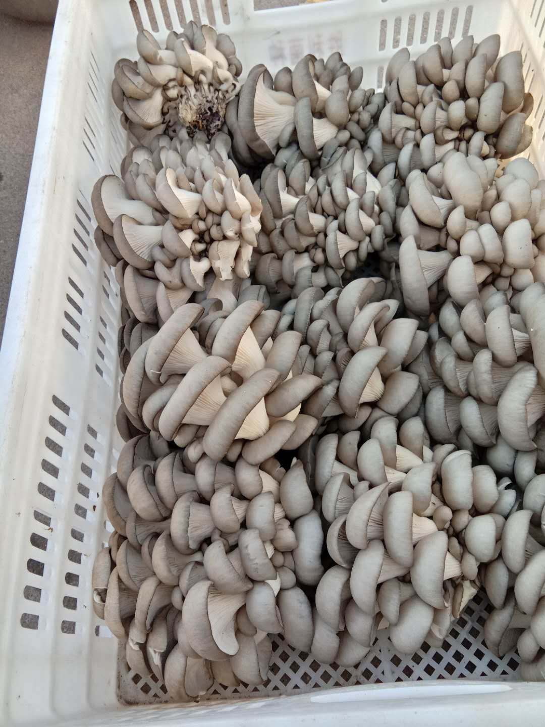 高品质蘑菇，每天现摘。现货