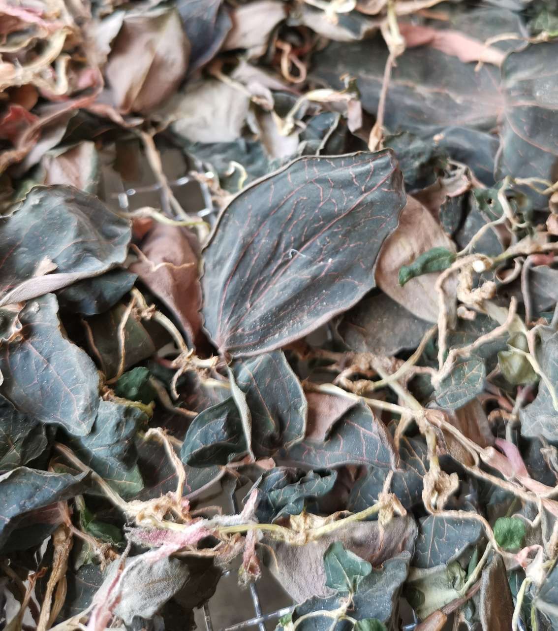  云南普洱本地嘢生金线莲（金丝草）