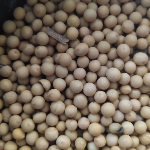 望奎县黑龙江大豆 生大豆 3等品 