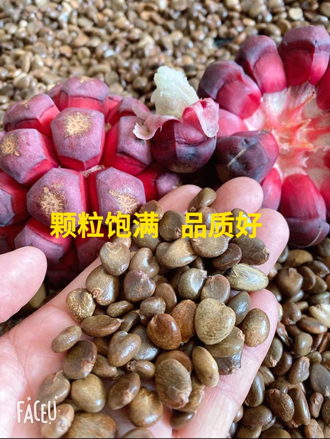 通道侗族自治县黑老虎种子  2022年优质黑老虎 布福娜 种子  颗粒饱满