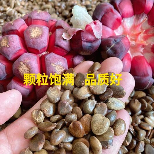 通道县黑老虎种子  2022年优质黑老虎 布福娜 种子  颗粒饱满