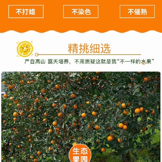石门县 石门蜜橘精品小果，好吃好看，送朋友送长辈都是上等礼品