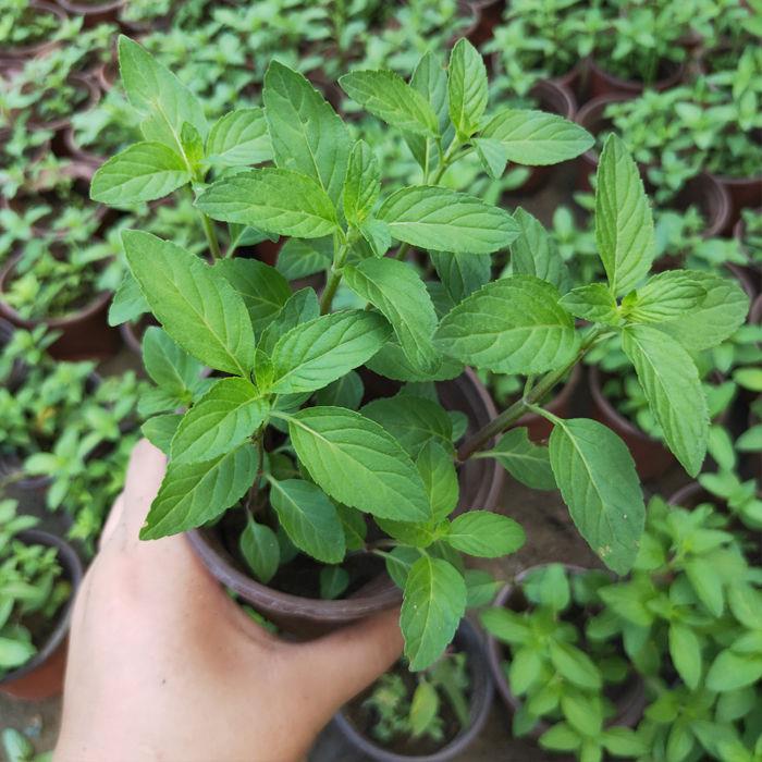 薄荷盆栽可食用新鮮薄荷葉辦公室陽臺植物驅蚊薄荷苗淨化空氣綠植