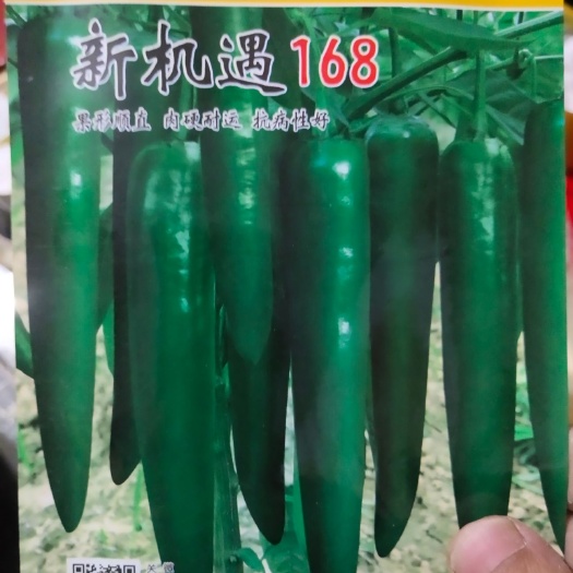 夏邑县牛角椒种子 羊角椒