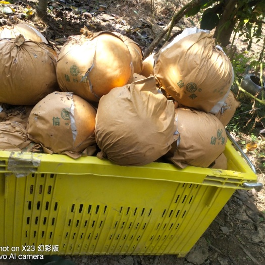 兰陵县晚秋黄梨