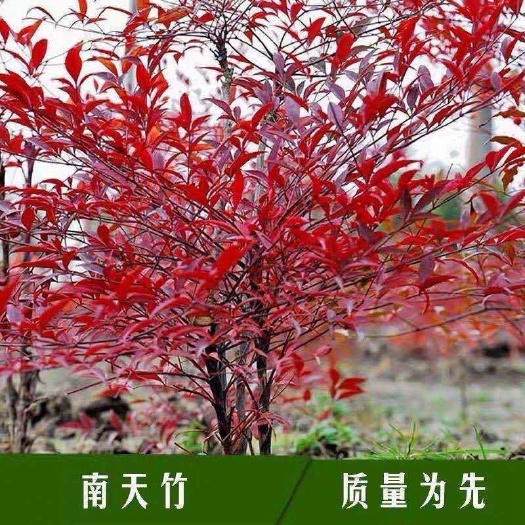 沭阳县南天竹种子  红天竺种子南天竹种籽火焰红南天竹彩色绿篱种子庭院绿化观叶草籽