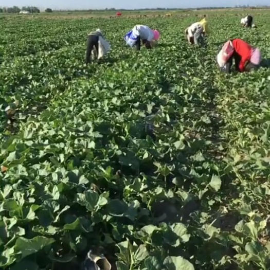 新疆哈密市有机哈密瓜种植基地