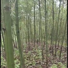九江大叶樟 
