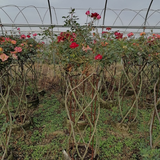 月季造型，月季花篮，月季造型马，牛，花瓶，篱笆，花柱