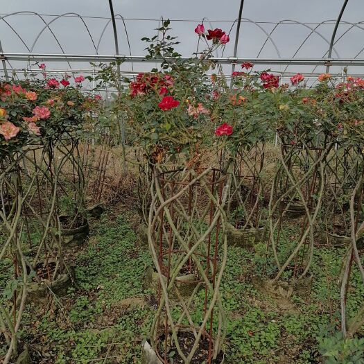 南召县月季造型，月季花篮，月季造型马，牛，花瓶，篱笆，花柱