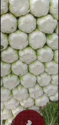 定州市 玲珑黄白菜，北京新三号白菜，大量有货，需要的联系我