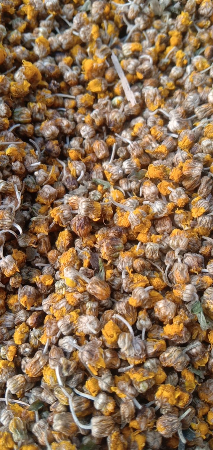 菊花茶  野菊花过筛颗粒货