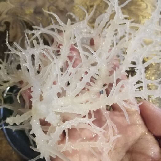 莆田龙须菜海藻（无盐无沙批发零售批发零售