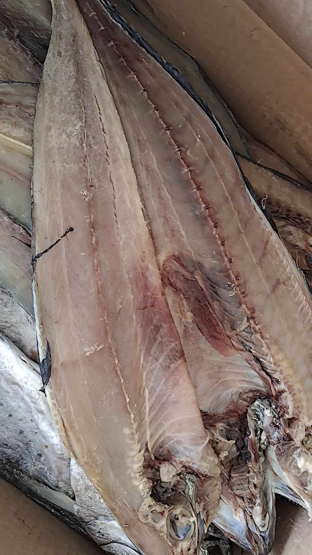 滨州刀鲅鱼，一条一斤装，一款咸鱼，质量不错，大量现货批发，