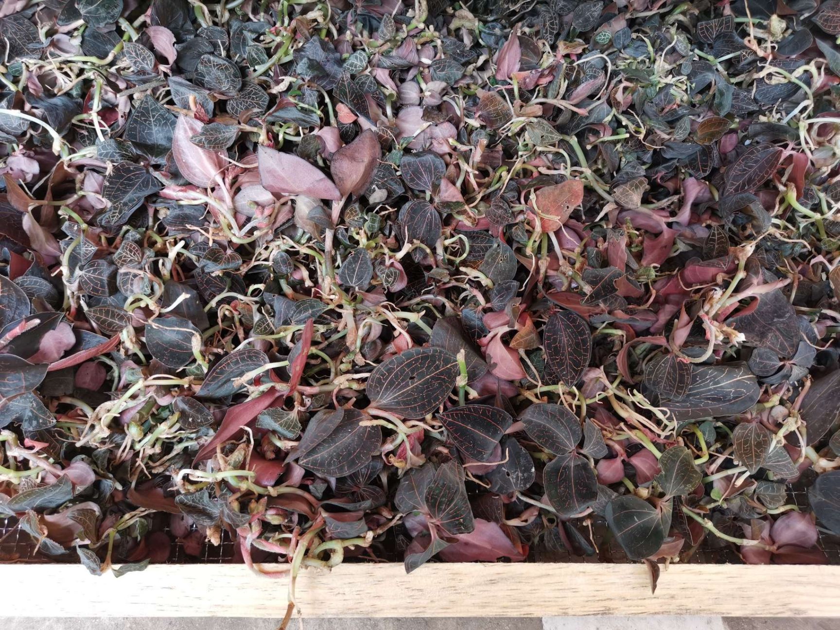  云南普洱本地嘢生金线莲（金丝草）