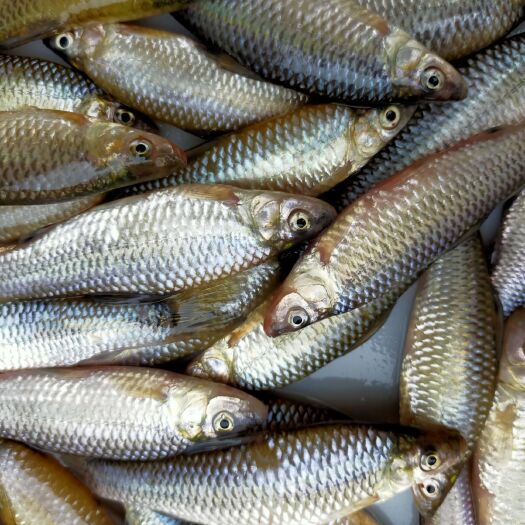 怀远县麦穗鱼，不是养殖，新鲜去脏，冷冻不含水，