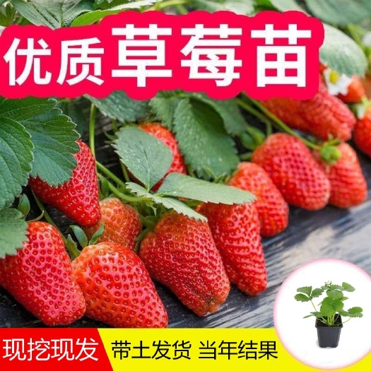 平邑县优质草莓苗 基地繁育 苗圃直挖 成活率高 盆栽地栽四季草莓苗