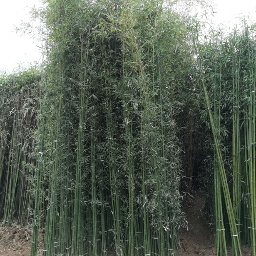 沭阳县雷竹，雷竹苗，刚竹，刚竹苗金镶玉竹，苗圃直供量大从优