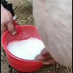 托克逊县长期供应，萨能奶山羊，红鹿奶山羊，黑奶山羊。耐粗食，产羔多，