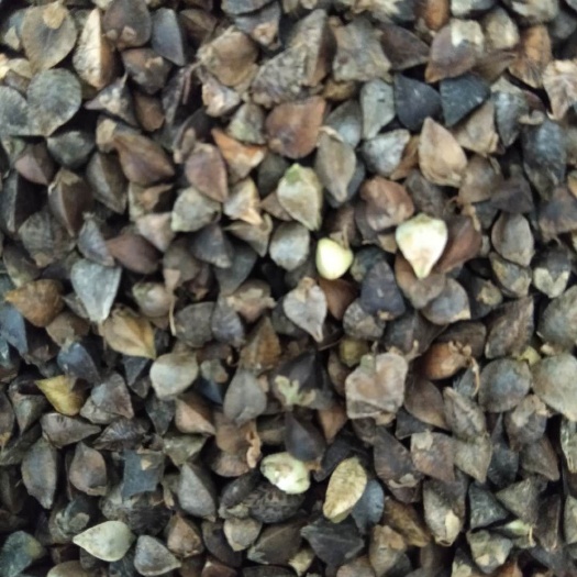 清水河县苦荞  甜荞，2020年净粮