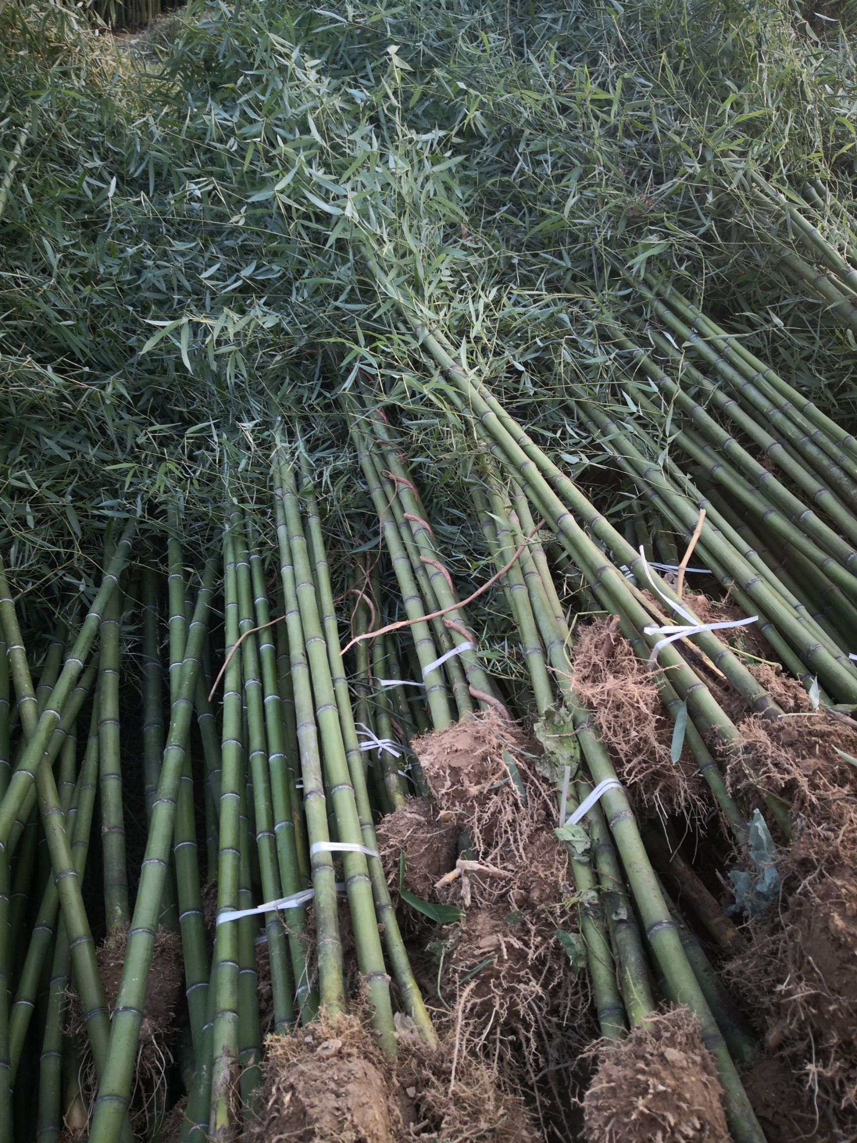 雷竹，雷竹苗，刚竹，刚竹苗金镶玉竹，苗圃直供量大从优