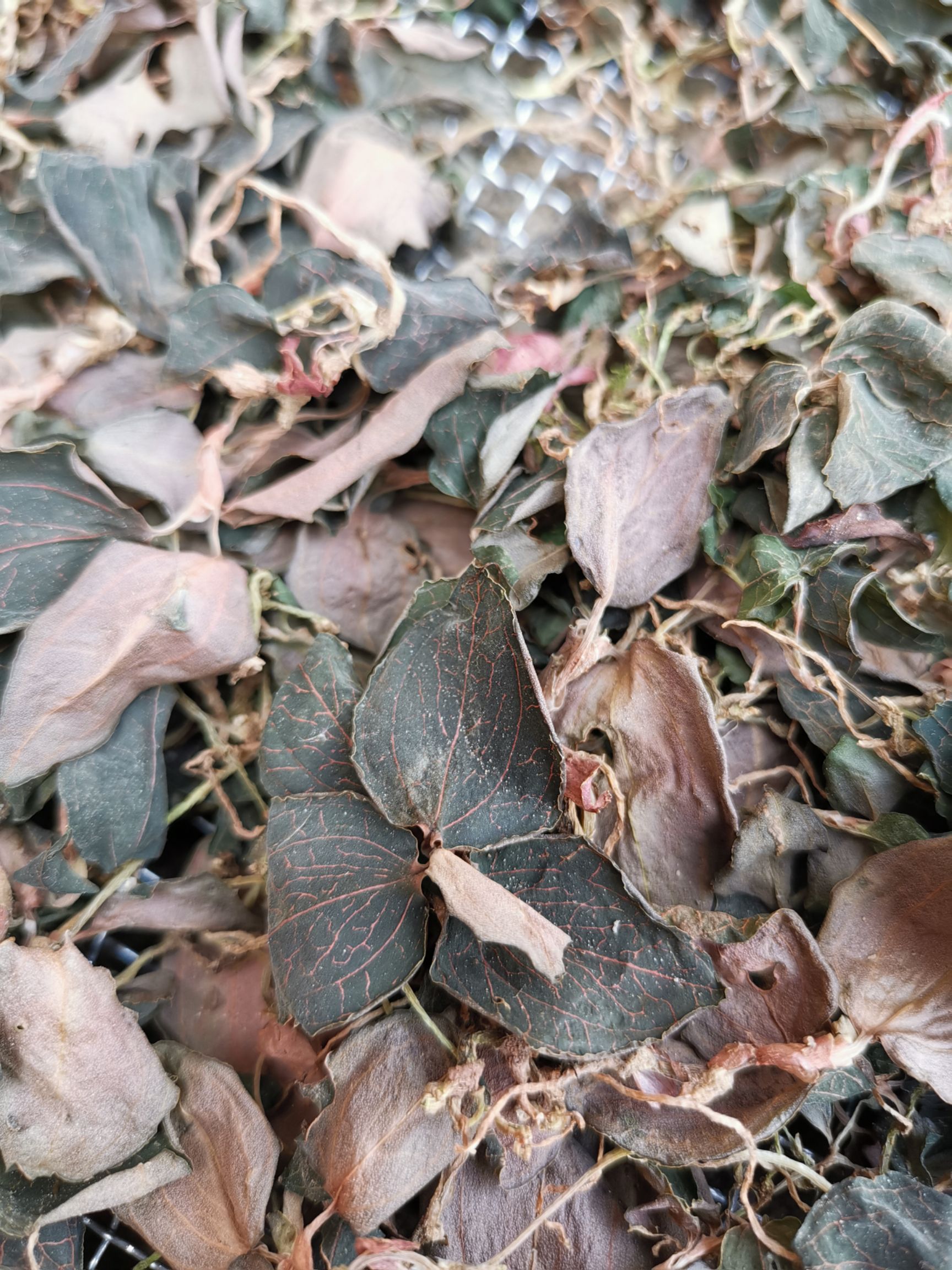 云南普洱本地嘢生金线莲（金丝草）