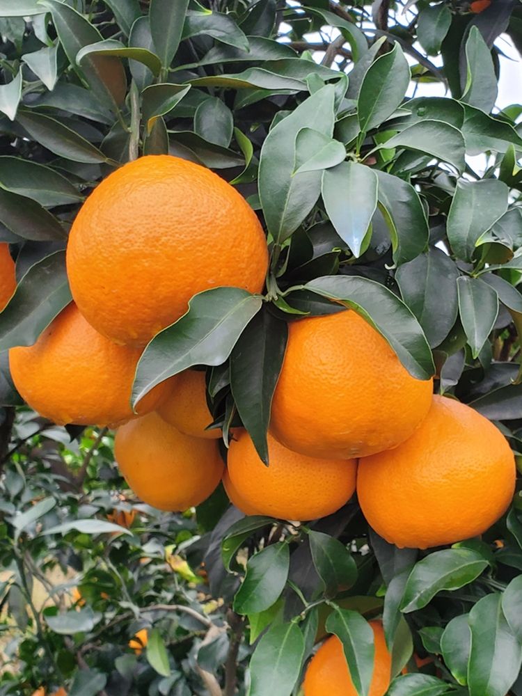  正宗赣南脐橙10斤包邮