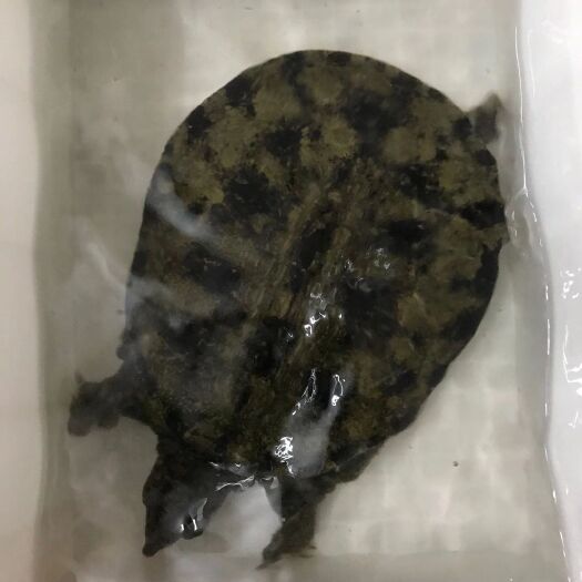 东莞市农村养殖的黑花甲鱼
