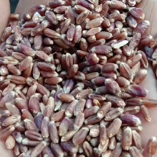 黑小麦  黑色小麦丰收了