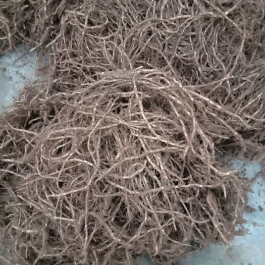 大关县红茎鱼腥草 