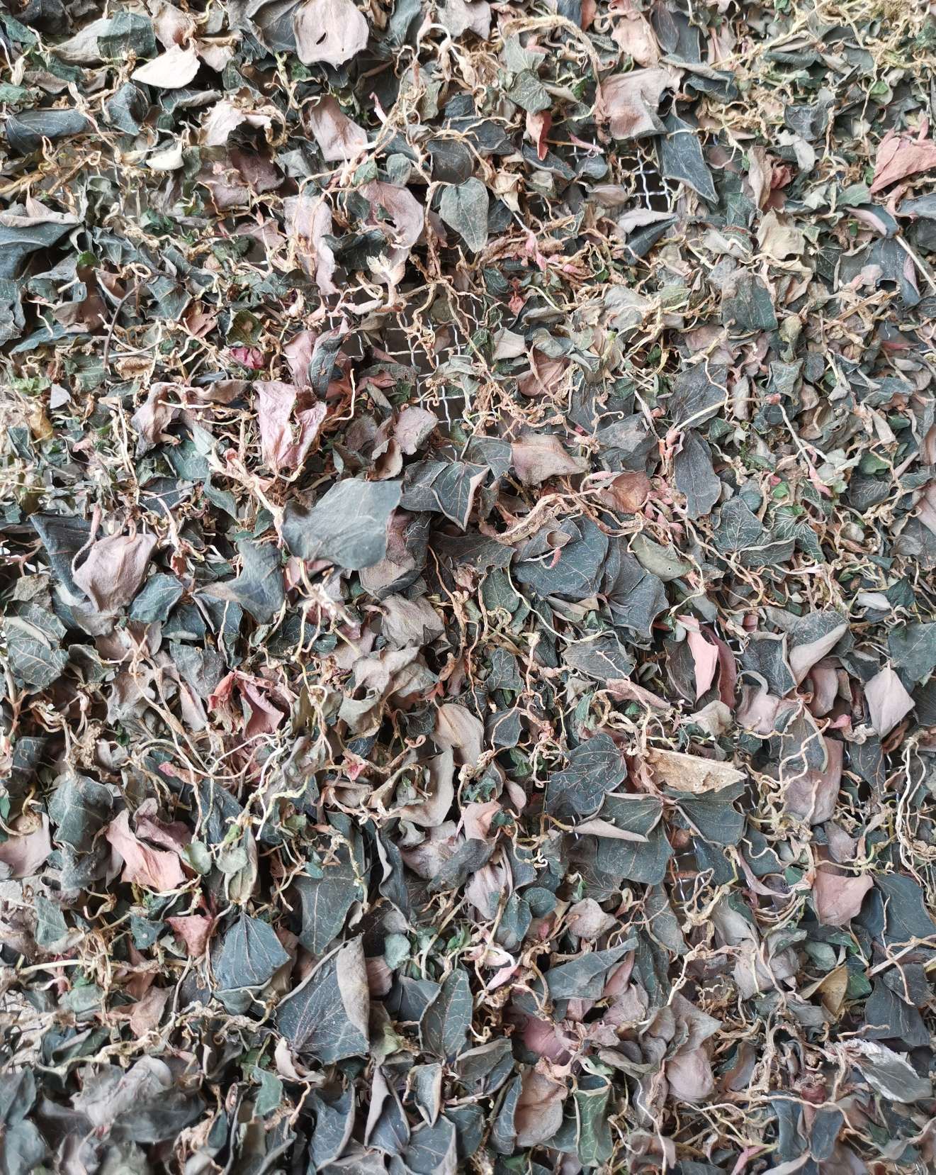  云南普洱本地嘢生金线莲（金丝草）