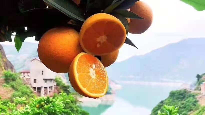 现摘新鲜秭归脐橙 手剥纽荷尔清香甘甜 品相好 口感好