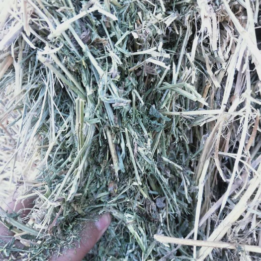 永昌县苜蓿草  甘肃优质二级苜蓿干草RFV>130蛋白>15大捆装车价