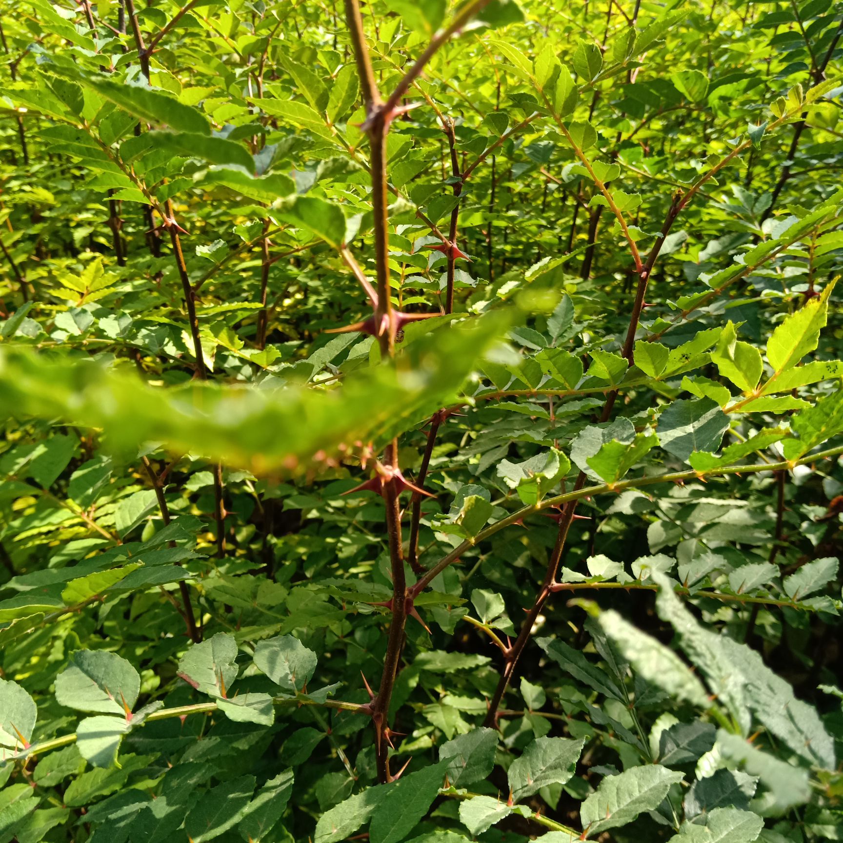 大红袍花椒苗山西货源现要现挖保湿发产地发货南北方种植易成活