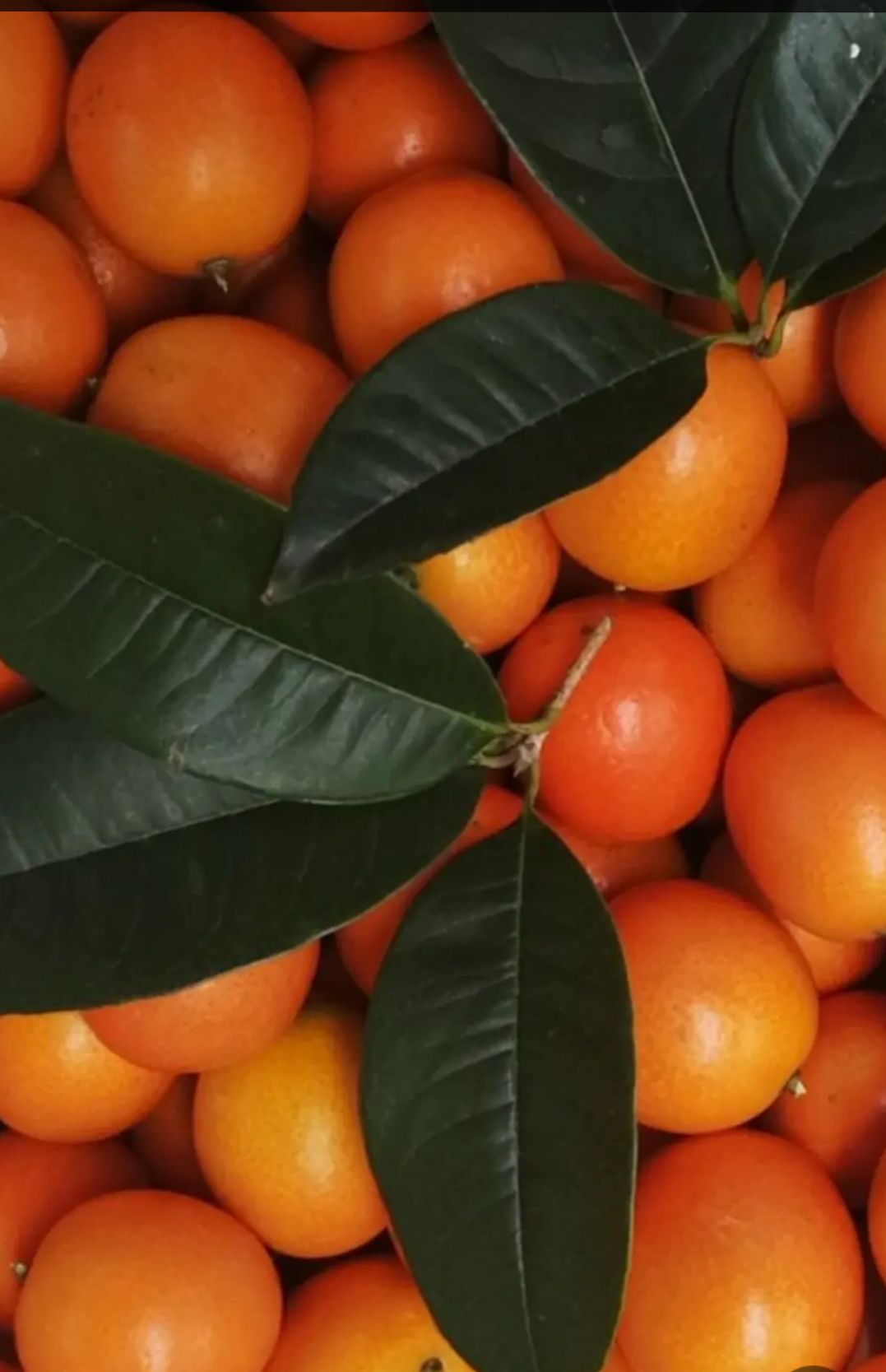 阳朔金桔上市，欢迎广大客商前来采购