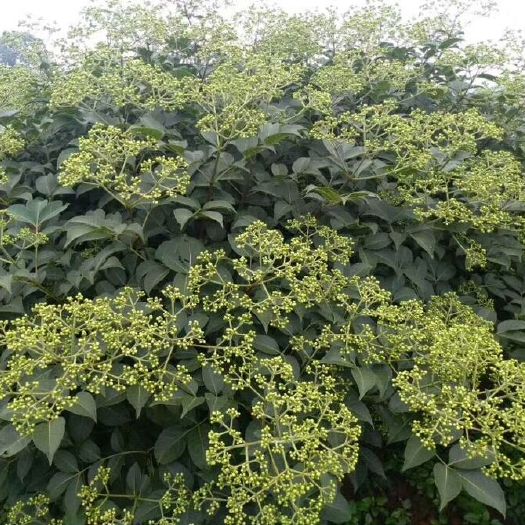 南宁吴茱萸  ，中花，基地直销包药棵粒饱满..纯清干货