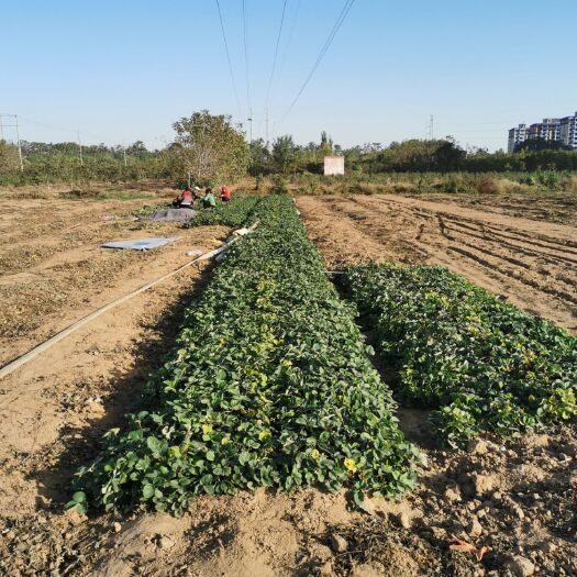 孟州市奶油草莓苗 10~20公分 地栽苗 