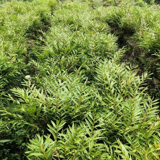 夹江县夹江叠鞘石斛 叠峭石斛，这几天天气好，欢迎选购